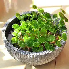 测试一个超长简介的文章