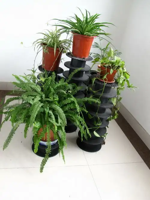 晒晒办公室的花水仙,瓜叶菊,矮牛,铜钱草,风信子等室内美化藏花阁家庭园艺论坛powereddiscuz