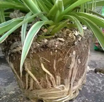 盆里放1粒小药片,根系越长越旺,烂根黄叶全没了
