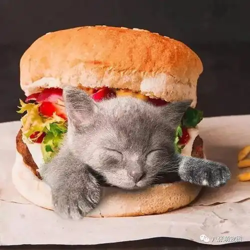 看上去如此可口的猫咪,我想一口吃掉