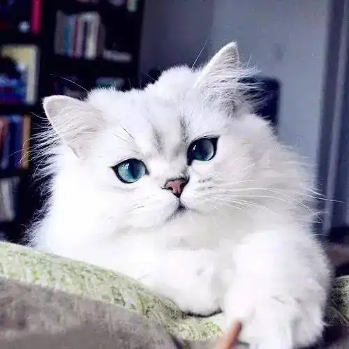 猫少了这双电眼,你还会继续爱我吗