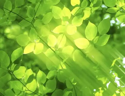 5月份开始,4属相运势如虹,事业顺利,横财大旺,前景一片光明