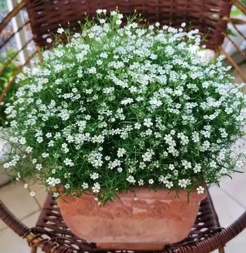盆栽满天星的养护技巧有2个,花朵繁多开成花球简单美好