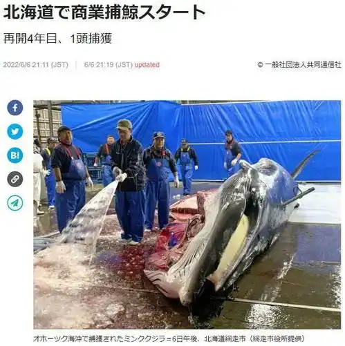中国特有国宝被正式宣布灭绝后,何炅的一句话,揭露了一场79亿人的恶行...
