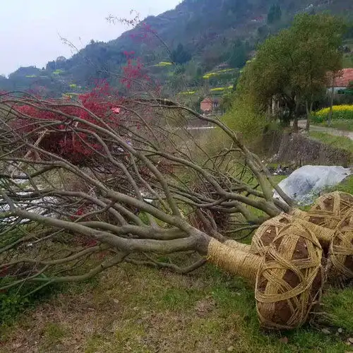 红枫小苗和红枫树苗批发价格-黄页88网