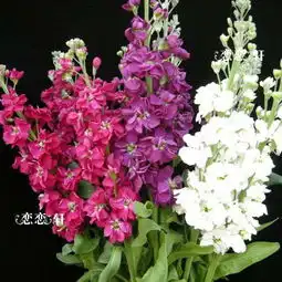 紫罗兰花