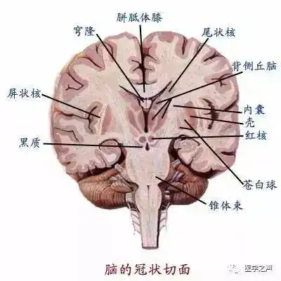 50张高清图片,搞定神经系统解剖
