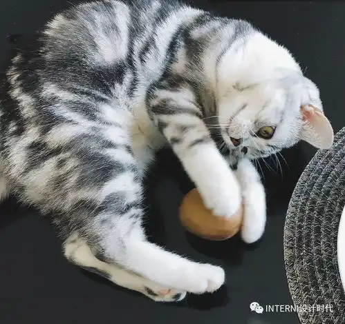 设计控为什么控制不住养猫的冲动