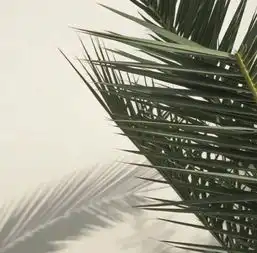 基础lullaby大暑大暑,上蒸下煮何以解忧,关注基础