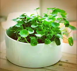 铜钱草花语是什么财源滚滚