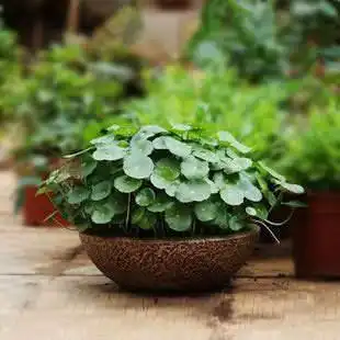 家里养花还嫌脏选这3种植物,扔在水里就能活