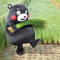 熊本熊可爱头像无字版日本熊本熊头像