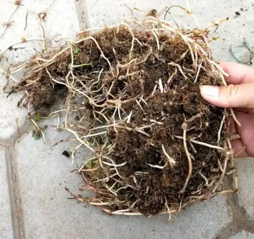 铜钱草怎么繁殖用上这3招,繁殖快2倍,60天长满盆