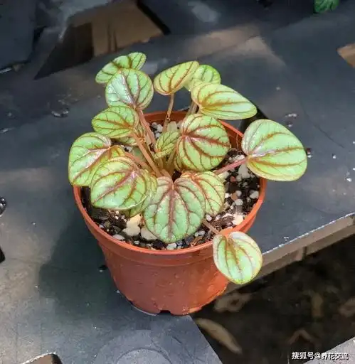 桌面上想养耐阴的盆栽植物,这12种椒草就很适合,看着就想入手