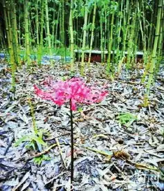 昆明高校校园内开出彼岸花露脸一天就被辣手摧花