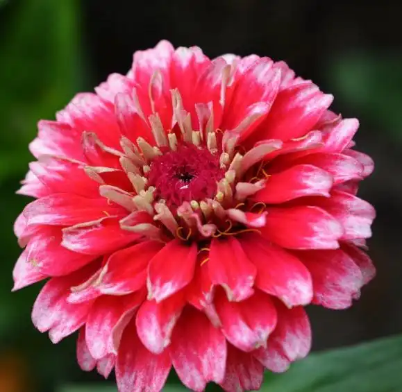 9月中旬,桃花旺盛的季节,有望偶遇真爱,脱单成功的四大星座