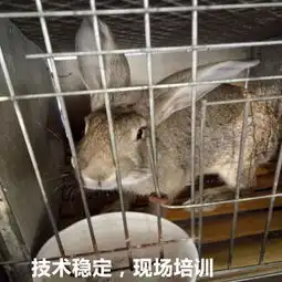 贵州兔子养殖场六盘水兔子种兔的价格一览表