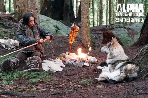 阿尔法狼伴归途美哭少年和狼的史前冰川冒险
