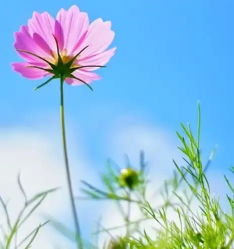 从2月15日至18日,运势飞黄腾达,财到桃花到,生活开心的四生肖
