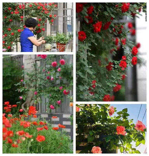 花开雅居南京镇江扬州这三十座花开的雅居,你喜欢哪个