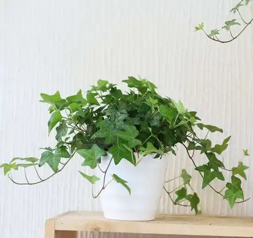 这3种花摆客厅,旺财镇宅寓意好,净化空气助睡眠,比绿萝强