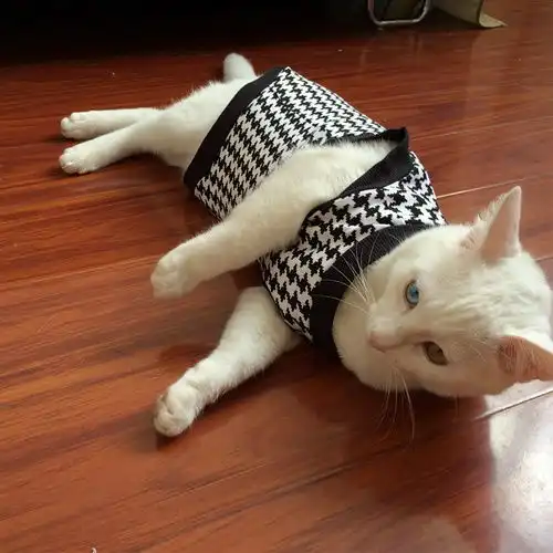 为什么猫穿上衣服就不会走路了