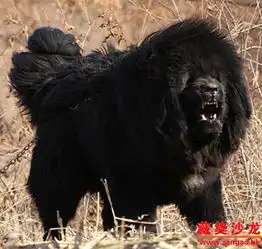 藏獒什么样的才算好啊