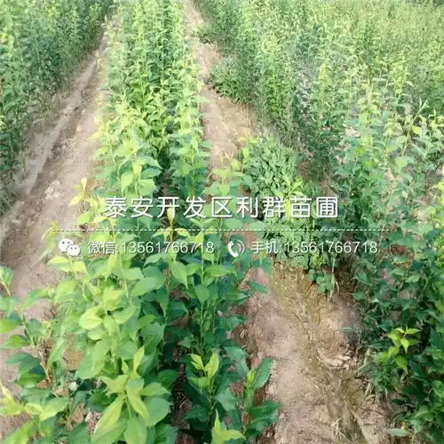 1公分李子苗1公分李子树苗1公分李子树苗价格