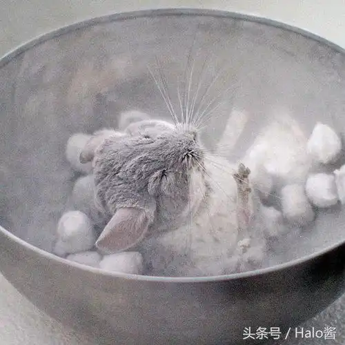 它们就是地表最萌的生物,看完栗鼠的照片睡觉也会梦到它们