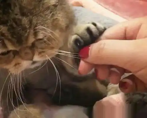 手贱撸猫把猫胡子给撸下来了看着主子一愣后立马变了的眼神,我只好把那根胡子