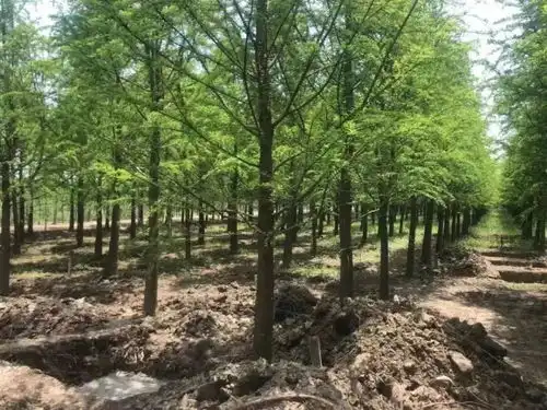 四不像放飞自我上海将建首个麋鹿野放栖息地
