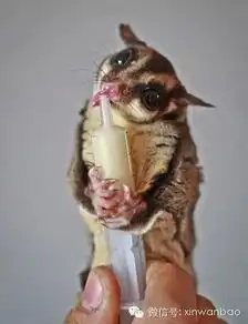 哈尔滨少爷玩龙猫睡蟒蛇溜羊驼腾出房子给宠物