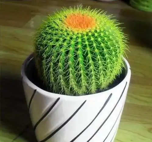 小居室就养这10种植物,好看又有趣