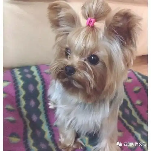 你知道你扎的丸子头还不如狗好看吗