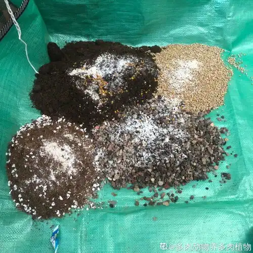 花园三剑客雪天换盆,换完长得旺,明年开爆盆