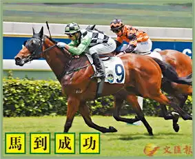 马到成功毛色油润
