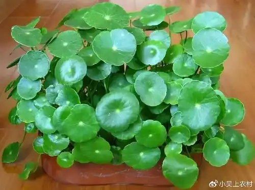 叶子似马蹄草,人称马蹄草,积雪草,乞丐碗,看着不起眼价值珍贵