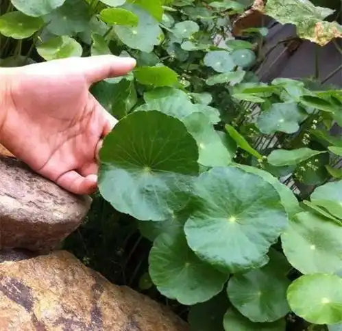 这个季节养啥花就养盆它,随便一养盆盆爆,一年可观赏