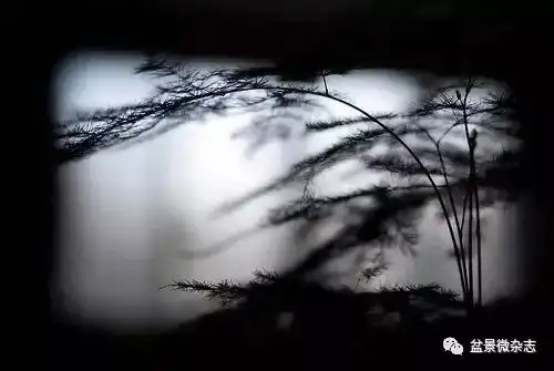 书房中最文质的七种绿植盆景