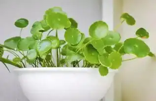 教你一招,不用花钱,就可以在家种出一座家庭花园