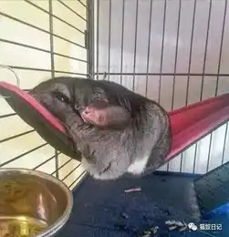 这天热得我岂止是瘫成饼....