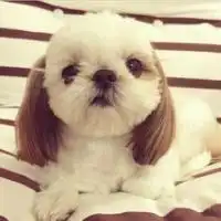 萌狗头像女生狗狗女生头像蠢萌