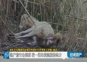 罕见石首麋鹿野外产仔,红外相机抓拍全记录