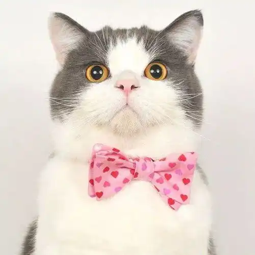 美短猫好还是英短猫好呀那个贵
