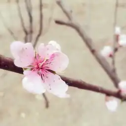桃花图集春日里的十里桃花香