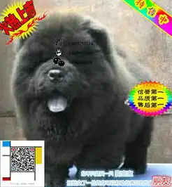 哪里出售藏獒藏獒多少钱