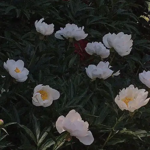 测试一个超长简介的文章