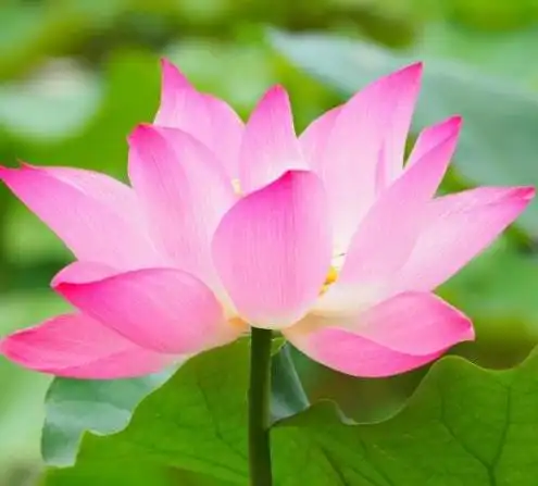 下周开始生肖运势财运大放异彩,可谓是好运爆棚到春节前