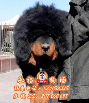 广东最大宠物繁殖基地专业繁殖纯种藏獒幼犬保证健康签协议出售