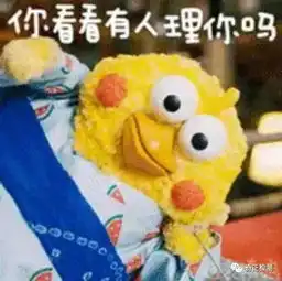 朋友圈爆火的两只小黄鸡鸡,是来自日本的鹦鹉有毒